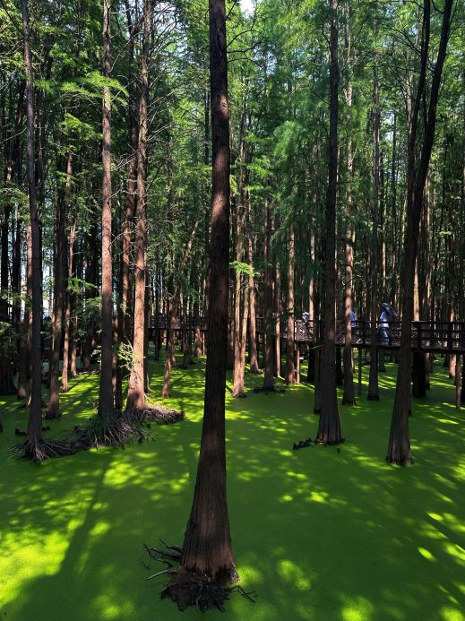 This “Matcha Lake” Is Actually in Hangzhou 🍵💚 | Trip.com Hangzhou