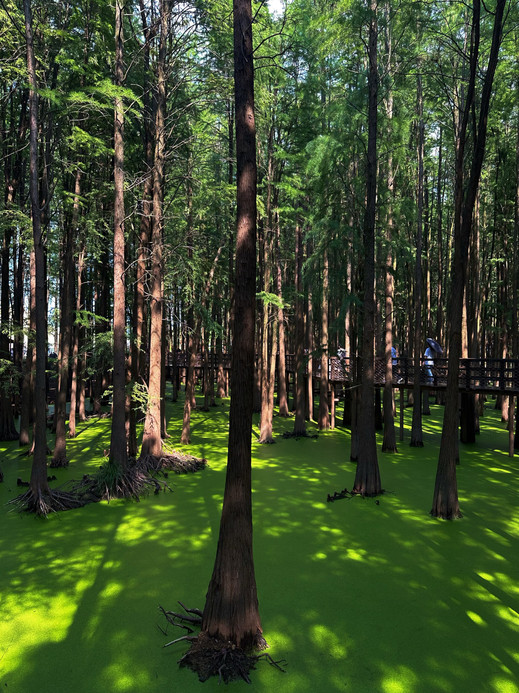This “Matcha Lake” Is Actually in Hangzhou 🍵💚 | Trip.com Hangzhou