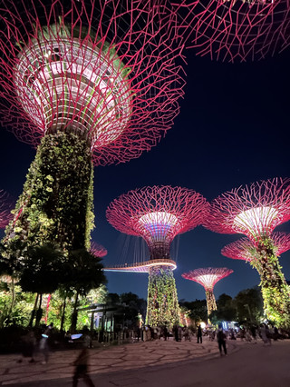 A large tree in the heart of Singapore 🇸🇬