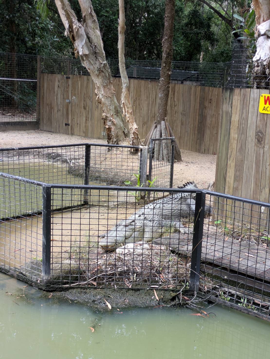 ワニへの餌やり体験も！大迫力の動物園へ🐊 ケアンズ旅行2日目🇦🇺🌴