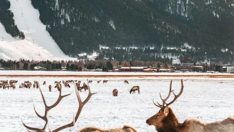 🦬 Jackson Hole: 5-day itinerary — traveler post in Jackson
