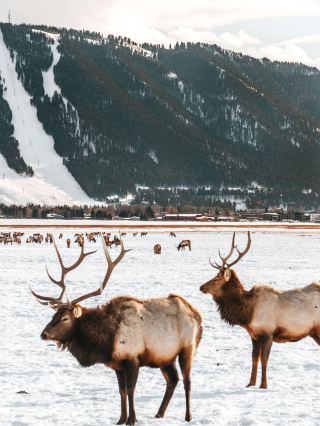 🦬 Jackson Hole: 5-day itinerary