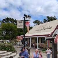 Narooma，海豹，果冻海
