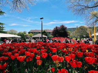 Bowral 半日遊：在南部高地看一場春天