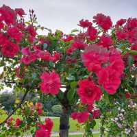 The Beautiful Victoria State Rose Garden 🇦🇺