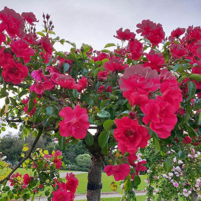 The Beautiful Victoria State Rose Garden 🇦🇺