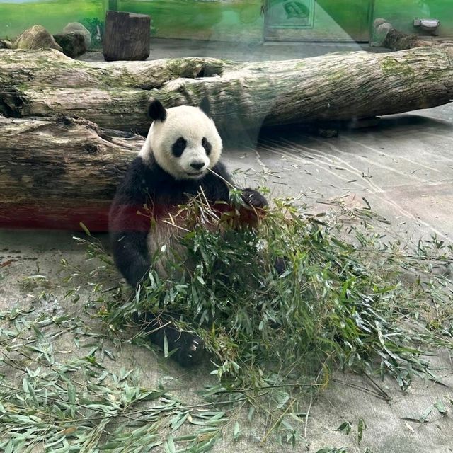 《臺北市立動物園》🐼熊貓熱🐼園區極大一天都行不完🦁