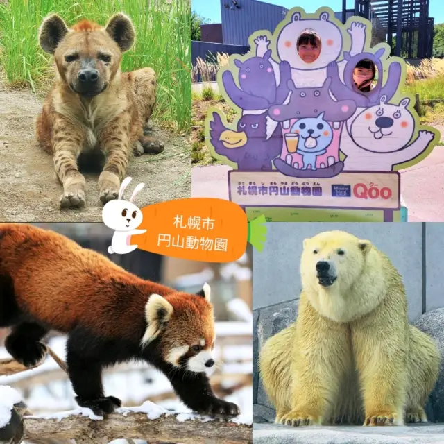 🐻‍❄️札幌市円山動物園🦁近距離觀看北極熊