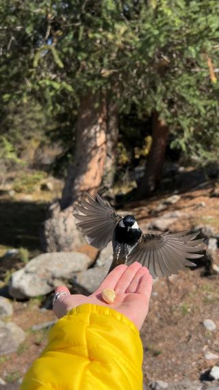 Feeding Birds From hand 🥹