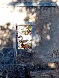 One of the ghost villages on Kefalonia 