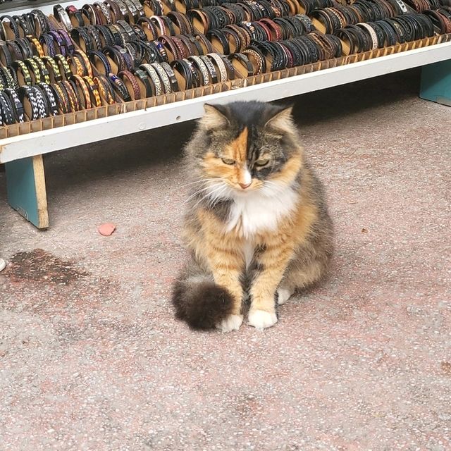 🤩Discover the paradise of cats  🐈‍⬛🐈‍⬛🐈‍⬛🇹🇷