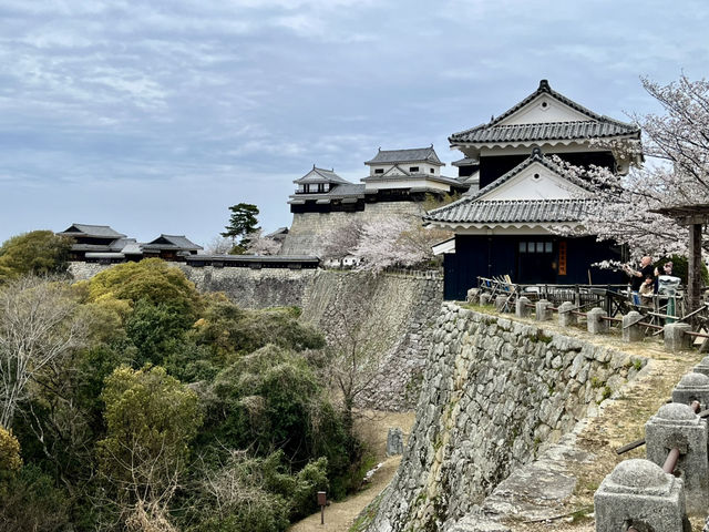 See the spectacular Cherry Blossoms @ Matsuyama Castle 