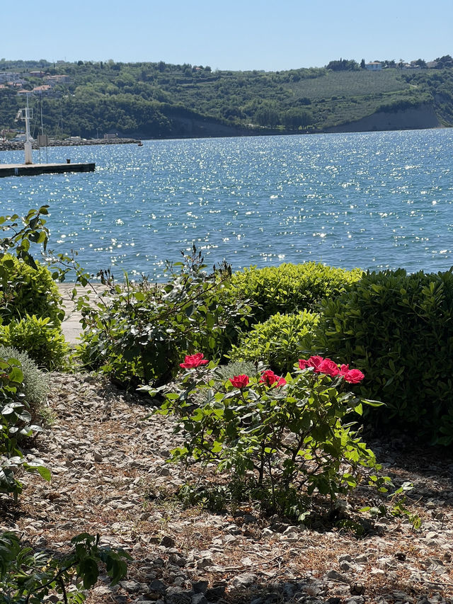 🇸🇮 斯洛維尼亞伊佐拉（Izola）🐚