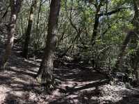 Uncovering Tenerife’s green landscape in Anaga Rural Park
