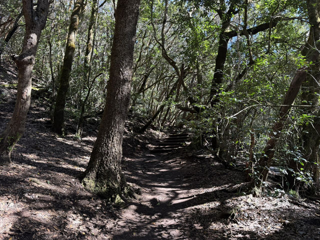 Uncovering Tenerife’s green landscape in Anaga Rural Park