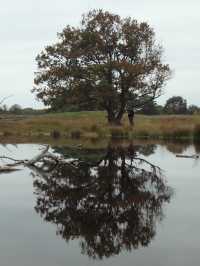 Autumn Walk in Bakkeveen – 10 km Nature Adventure🍄🍄‍🟫🍂✨