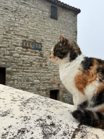 歡迎來到埃爾西托，這裡被譽為馬爾凱的“西藏”，也被稱為“貓村”。這座中世紀小村莊坐落在聖維奇諾山（Monte San Vicino）山坡上海拔821公尺的岩石山脊上，是一處遠離塵囂的神奇世外桃源，讓您沉浸在自然、歷史和寧靜之中。

埃爾西托原本是一座城堡，用於保衛附近的聖瑪利亞·迪瓦爾富奇納本篤會修道院。如今，這裡只有不到10位常住居民，但到了夏季，隨著第二套房的業主回歸，這裡便會變得生機勃勃。村莊宛如寧靜的避難所，狹窄的石巷、抵禦冬季寒意的小窗戶，以及一種雋永的氛圍，彷彿置身於歷史的長河之中。

埃爾西托令人難忘的獨特之處在於，這裡大約有25隻貓——比當地居民的數量還要多——這為村莊增添了一份奇思妙想的魅力和溫暖。

從村莊腳下的停車場步行10-15分鐘即可到達村中心，沿途風景如畫，令人心曠神怡。在這裡，您可以欣賞到翠綠山谷和山脈的壯麗全景。村莊周圍環繞著原始自然風光，包括附近的坎法伊託山毛櫸森林，非常適合徒步旅行和沈浸在寧靜的景色中。

埃爾西托沒有商店或超市，但有一個舒適的“Il Cantuccio”酒吧，遊客可以在這裡享用一杯熱飲。整個村莊都只限步行，更增添了其寧靜原始的特色。

實用小貼士：村莊入口處提供免費停車位，遊客可從那裡步行前往。由於村莊街道狹窄陡峭，位於歷史中心的村莊不易開車抵達。

對於那些想要遠離喧囂都市、回歸大自然、體驗活生生歷史的人來說，埃爾西托是理想的選擇。寧靜的街道、古老的石頭建築和風景如畫的環境，是放鬆身心、探索馬爾凱地區原汁原味之美的絕佳旅行勝地。

