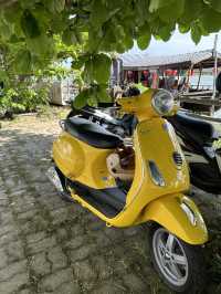 What should a tourist do in Vietnam 🇻🇳 new year?