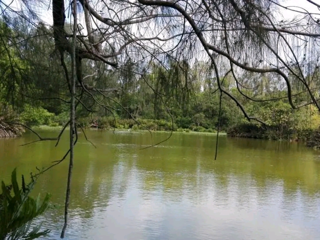 Откройте для себя природную атмосферу в парке Халлера в Бамбури 🌿🦎
