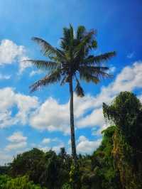 🌿Only Have 1 Day in Ubud? Do This