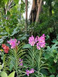 Singapore’s Orchid Haven: Jaw-Dropping Spots & Vibes 🌸✨