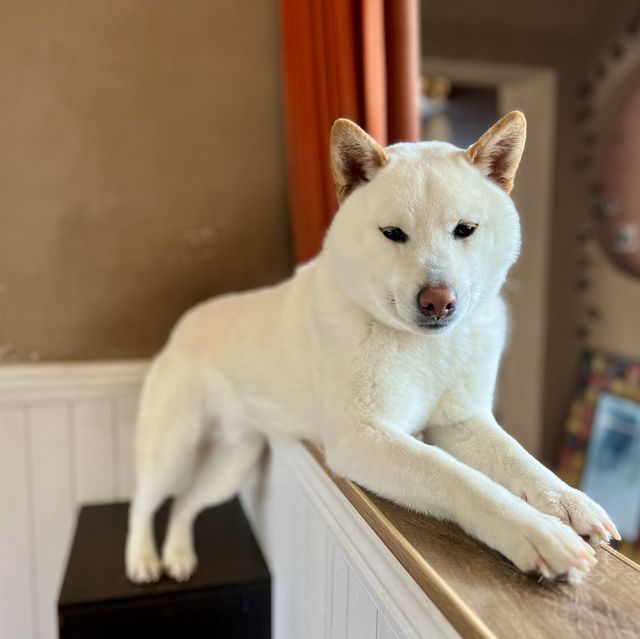 【蘇州】ひたすら癒される柴犬カフェ