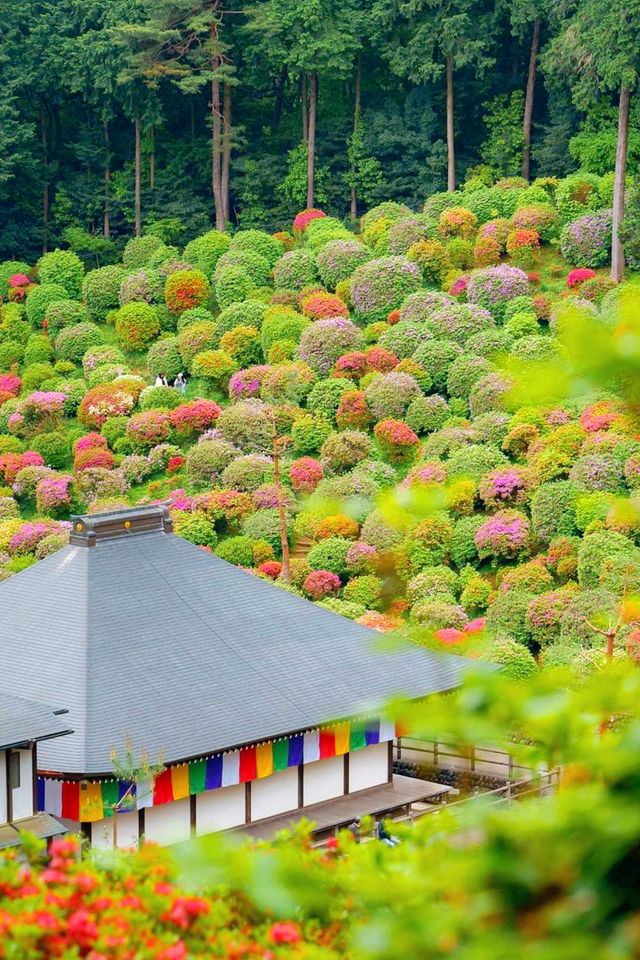 The flowers in Ome City, Tokyo have bloomed. Are you not moved?