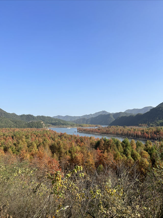 皖南川藏線 落羽杉