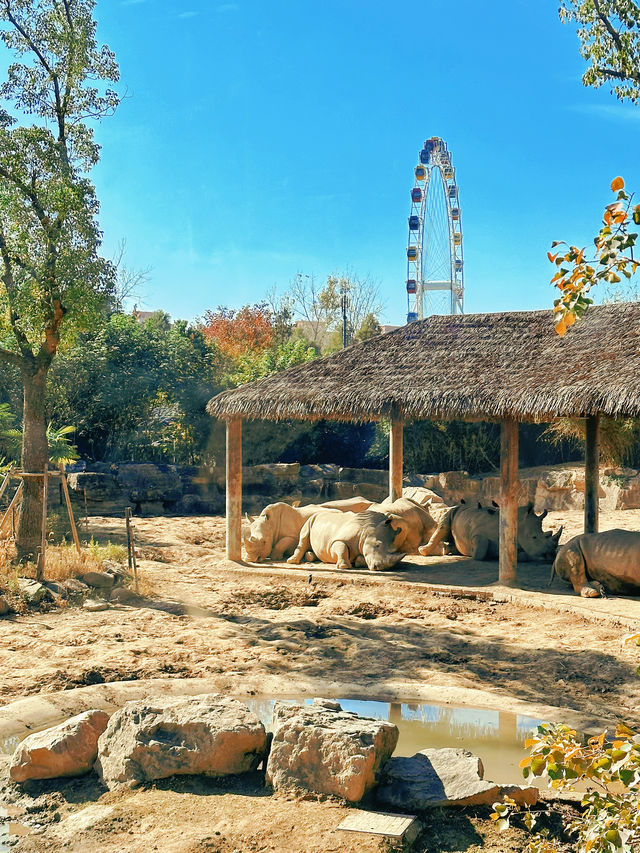 上海野生動物園一日遊超詳細攻略，碼