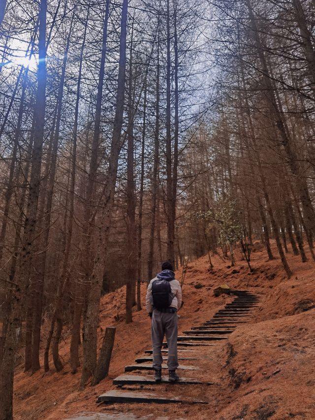 臥龍幹海子，踩滿地松針，看山頂最孤獨的樹
