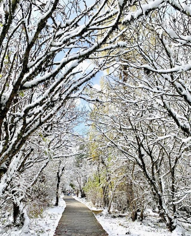 川西畢棚溝攻略｜雪景也是非常不錯