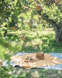我的長野之旅：騎行果園，採摘蘋果，享受美味午餐！