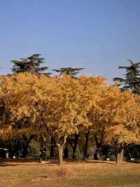 上海共青森林公園旅遊攻略