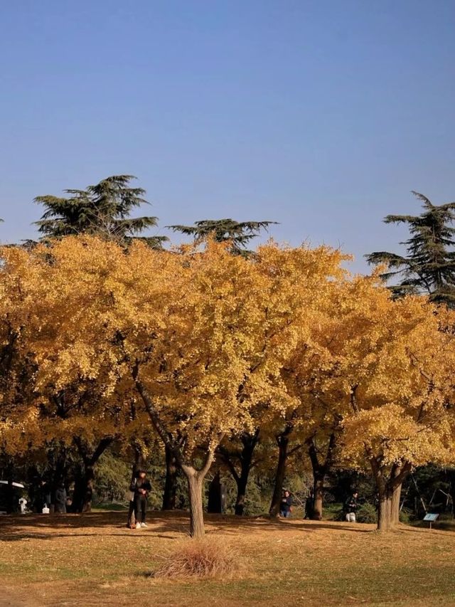 上海共青森林公園旅遊攻略