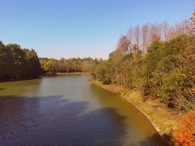 海灣森林公園的秋天