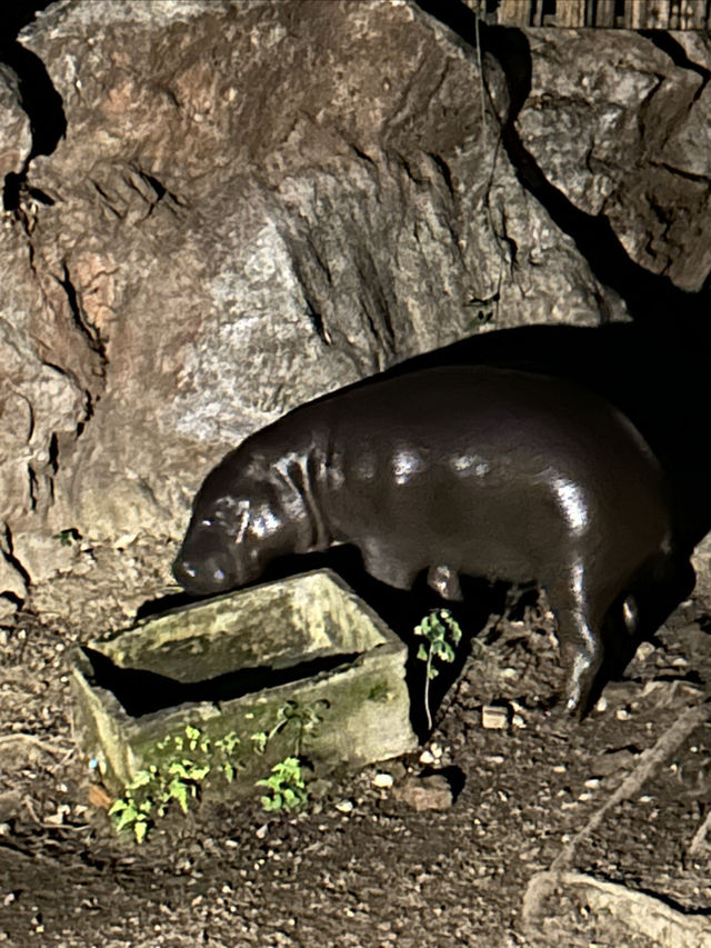 在清邁夜間動物園打卡，親密接觸可愛的動物