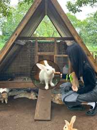 海口西西農場｜小動物超可愛|||