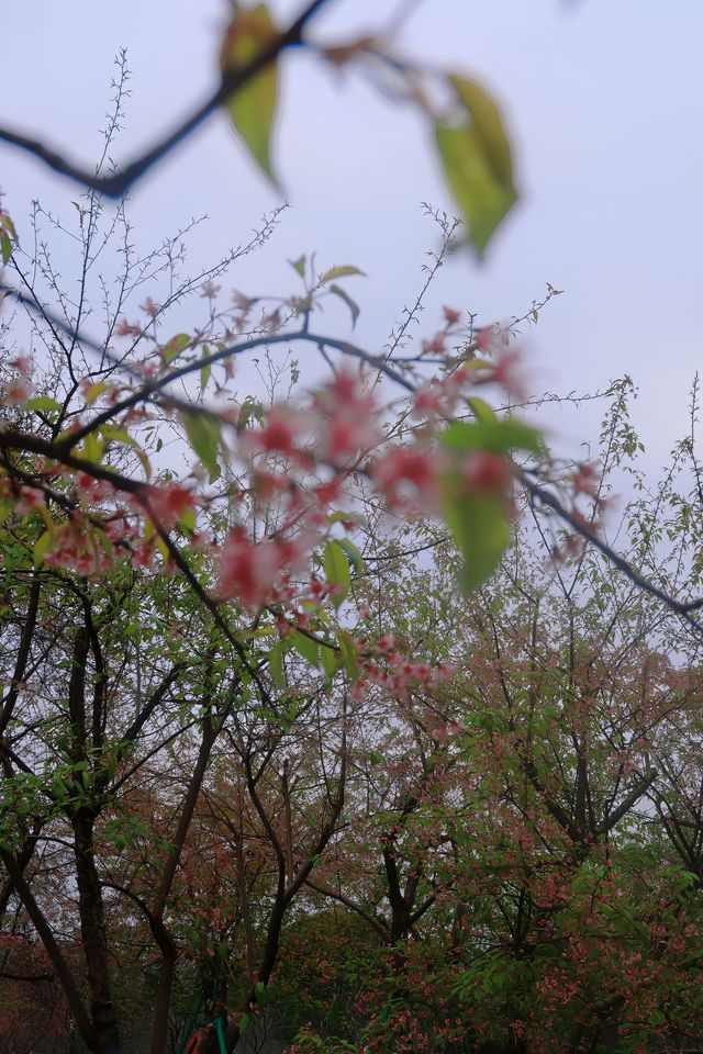 1月桂林的這幾個地方你一定不能錯過