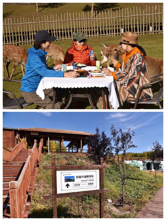 與小鹿羊駱共進餐，七彩森林賞秋景，還有多彩的體驗