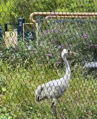 武漢動物園去了哇塞⊙ω⊙
