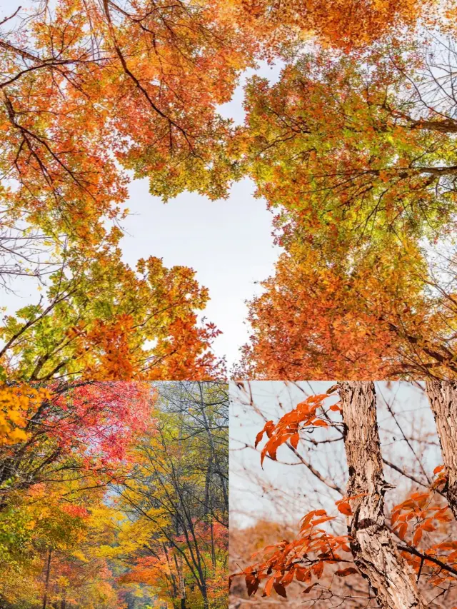 Autumn viewing! Unmissable scenery! Jilin•Red Leaf Valley Guide! Here you go!