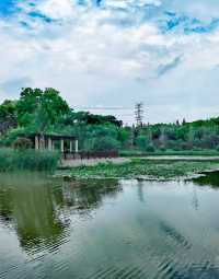 夏日賞荷,這裡的荷池別樣的美