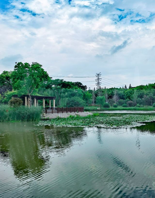 夏日賞荷,這裡的荷池別樣的美 夏日賞荷,這裡的荷池別樣的美