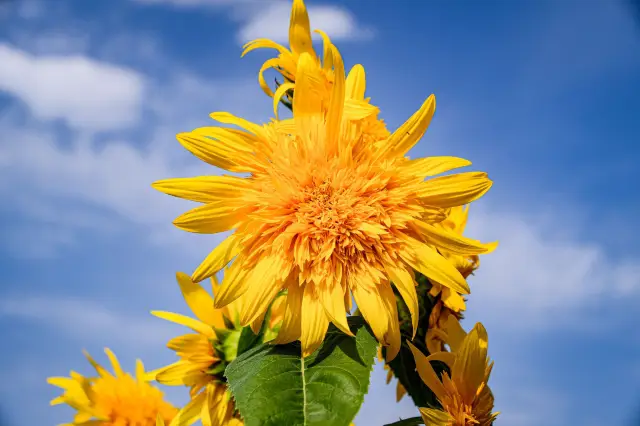 The flowering season has arrived just for the romantic early autumn