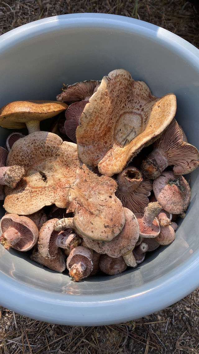 漫遊威海，在威海撿蘑菇是什麼體驗