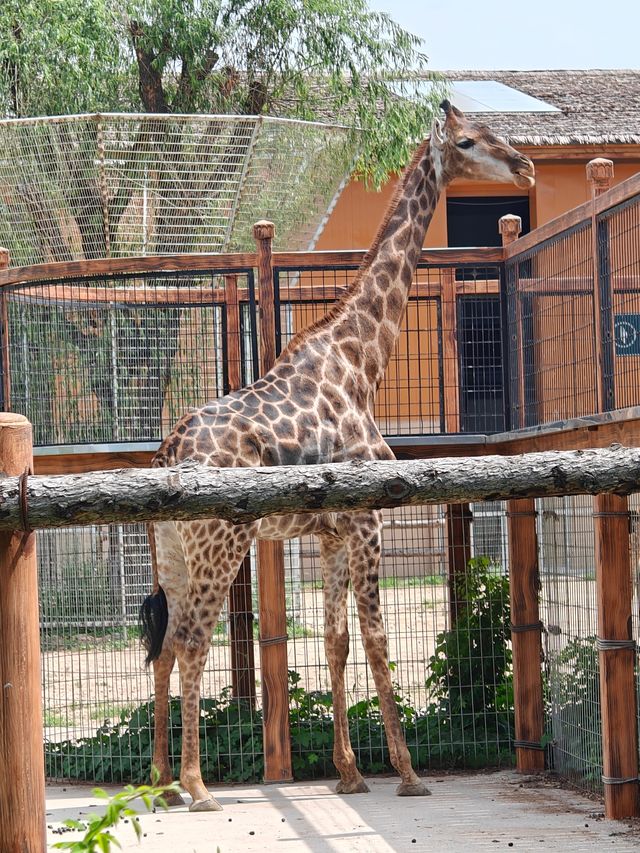 超治癒的動物園之行