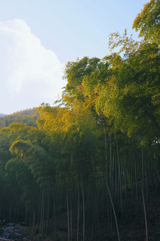 春節來宜興｜江浙滬寶藏景點｜宜興竹海