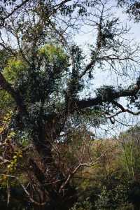 全球首個茶文化主題世界文化遺產:景邁山古茶林