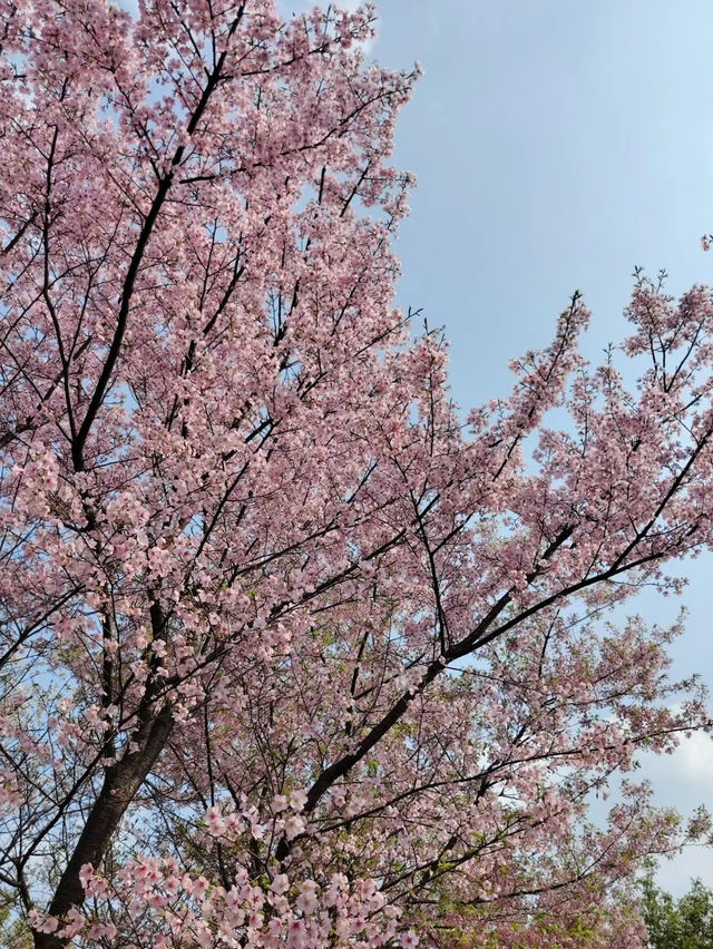 春日櫻花