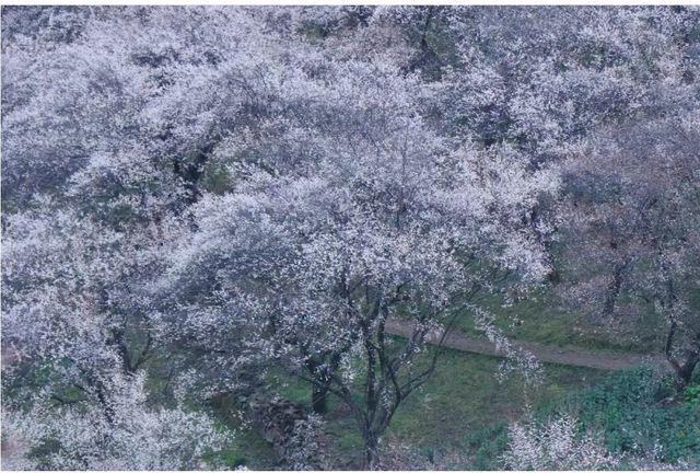 四川綿陽周邊小眾賞梅花好去處——平通梅林